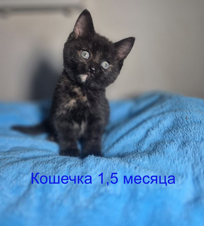 Нажмите, для просмотра в полном размере...